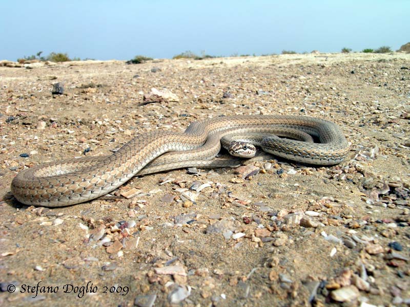 Psammophis schokari